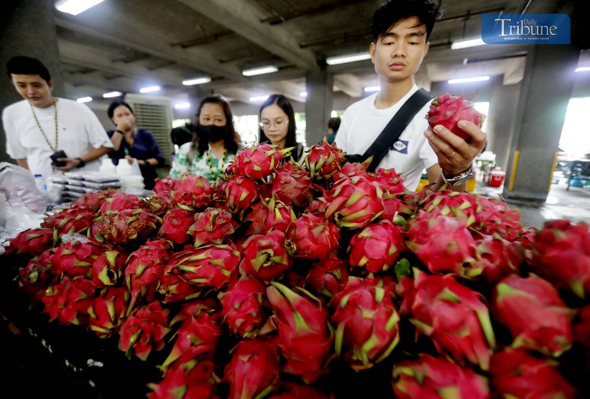 TRIBUNE-dragonfruits